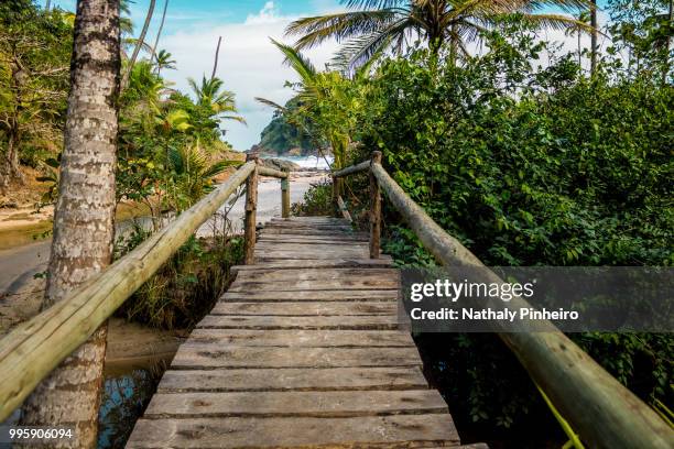 bridge to paradise - pinheiro stockfoto's en -beelden