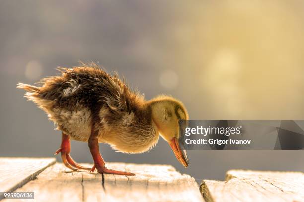 cute duckling in lake - grigor stockfoto's en -beelden