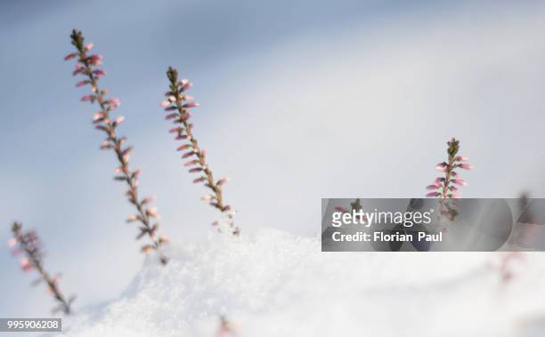 frozen flower / eisblume - eisblume stock pictures, royalty-free photos & images