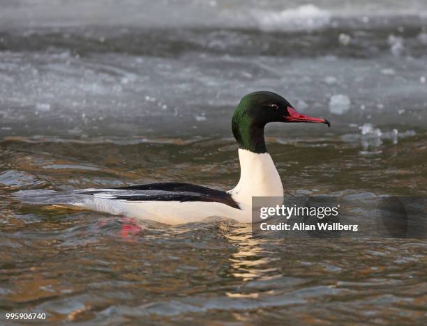 swimming goosander - common merganser bildbanksfoton och bilder