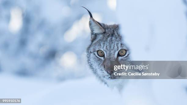 the stare - lynx stock pictures, royalty-free photos & images