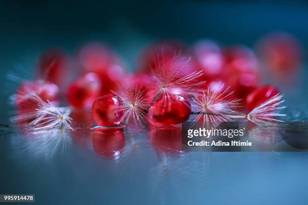 red - adina stock pictures, royalty-free photos & images