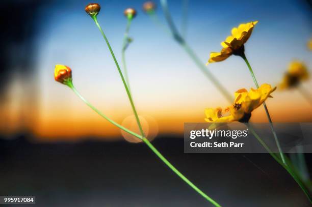 sunset flower remark by seth benton parr - benton stock pictures, royalty-free photos & images