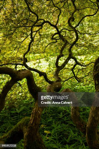 twisted maple tree branches - calvert stock pictures, royalty-free photos & images