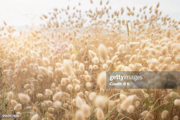 in too deep - pasture stock pictures, royalty-free photos & images