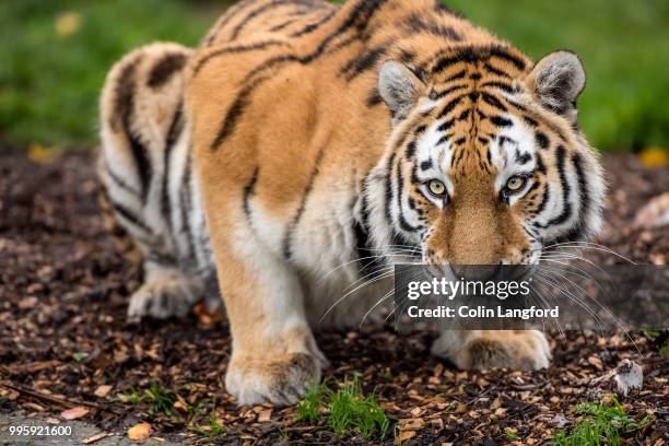 amur tiger - siberian tiger stock pictures, royalty-free photos & images