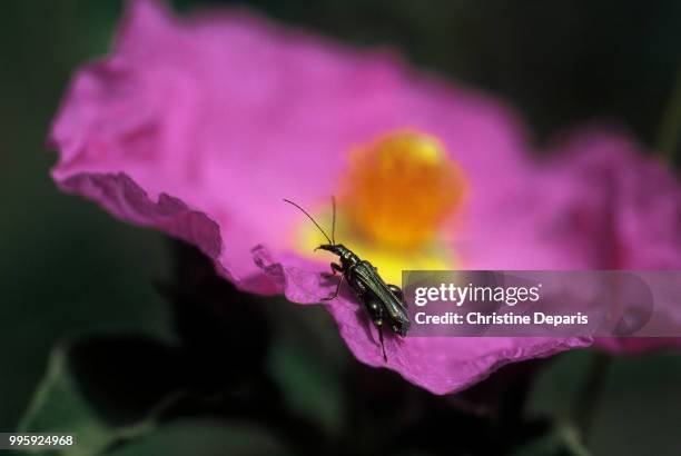 Pink Bee Insect Pink Beetle Photos and Premium High Res Pictures - Getty Images