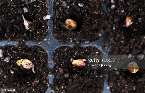 corn nursery tray - comportamientos de la flora fotografías e imágenes de stock