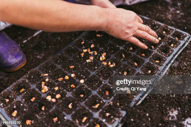 a woman farmer hands put high quality seed in nursery trays - comportamientos de la flora fotografías e imágenes de stock