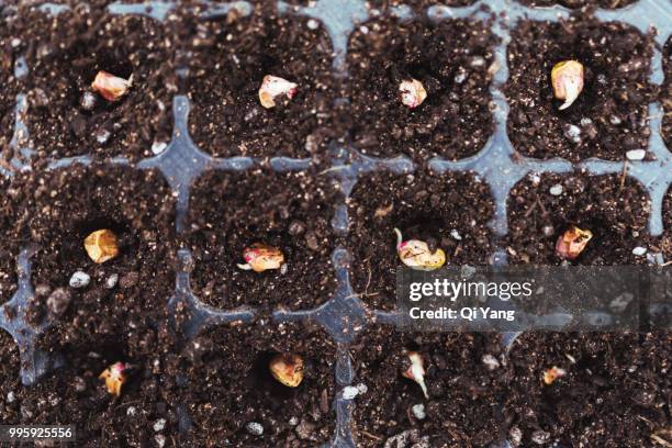 corn nursery tray - comportamientos de la flora fotografías e imágenes de stock