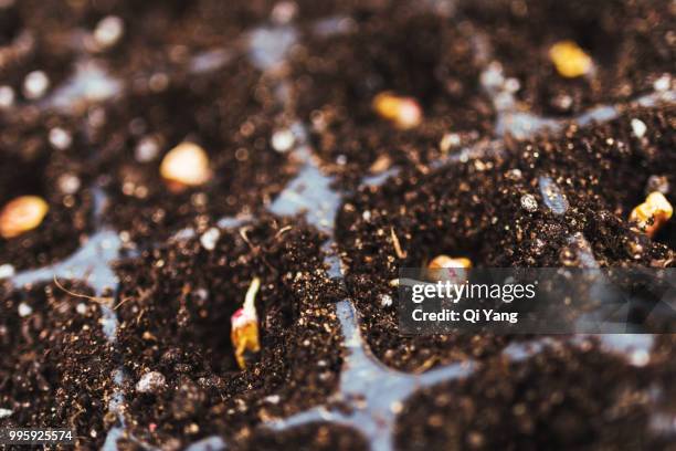 corn nursery tray - comportamientos de la flora fotografías e imágenes de stock