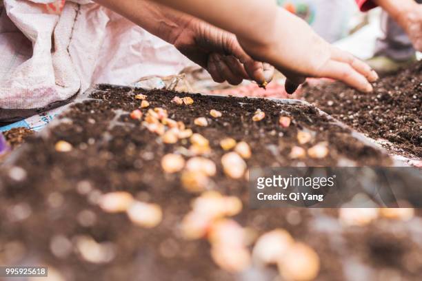 a woman farmer hands put high quality seed in nursery trays - comportamientos de la flora fotografías e imágenes de stock