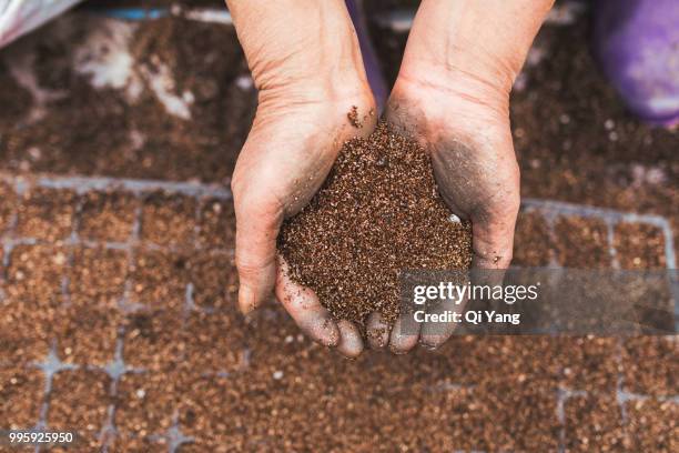 a woman farmer hands put high quality seed in nursery trays - comportamientos de la flora fotografías e imágenes de stock