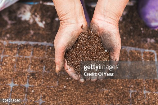 A woman farmer hands put high quality seed in nursery trays A woman farmer hands put high quality seed in nursery trays