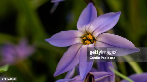 flor morada - pez stock pictures, royalty-free photos & images