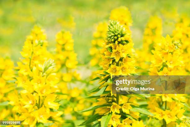 loosestrife flowers - loosestrife stock pictures, royalty-free photos & images