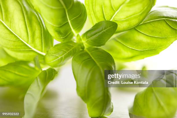 pesto-basil - pesto stock pictures, royalty-free photos & images