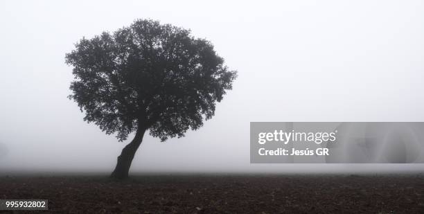 lonely tree - gr stock pictures, royalty-free photos & images