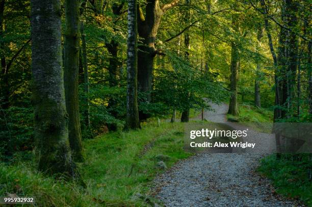 rydal woods - rydal stock pictures, royalty-free photos & images