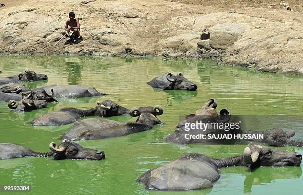 An Indian farmer watches as his buffalo cool off in a river in Mumabi on May 16, 2010. Several parts of India have sizzled in a heatwave this year,...