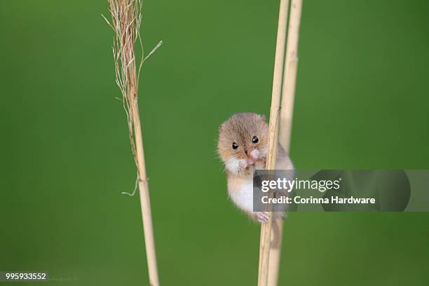 harvest mouse on reeds - corinna stockfoto's en -beelden