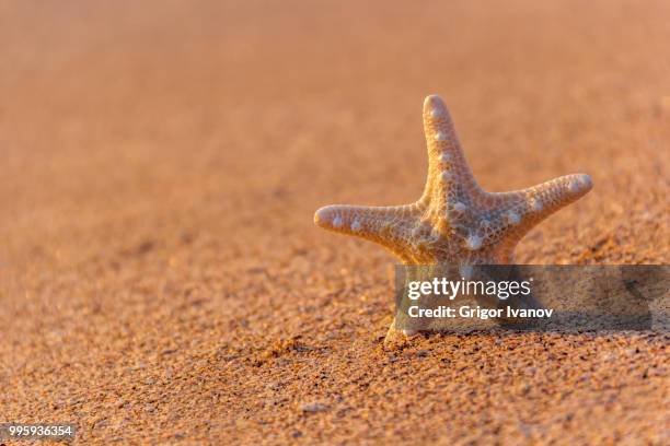 starfish on the beach in summer - grigor stockfoto's en -beelden