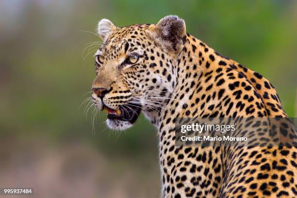 motswari beauty - leopard face stockfoto's en -beelden