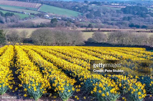 daffodil field - stubbs stock pictures, royalty-free photos & images