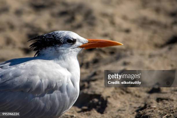 the royal tern at the malibu beach in october - royal tern 個照片及圖片檔