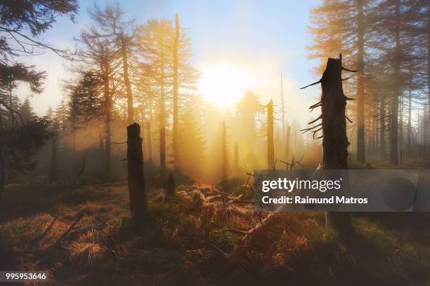 forest sunrise - matroos stock-fotos und bilder