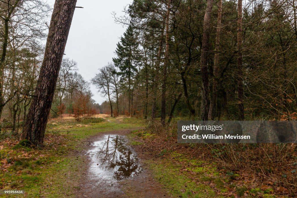 Forest Puddle