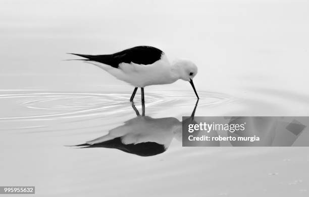 b&w reflection - birds b w stock pictures, royalty-free photos & images