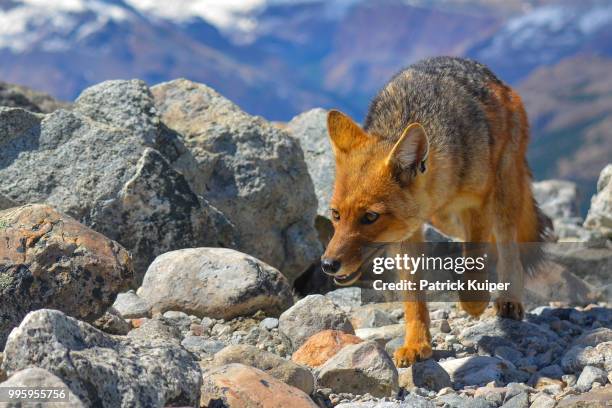 51,968 Patrick Hunt Stock Photos, High-Res Pictures, and Images