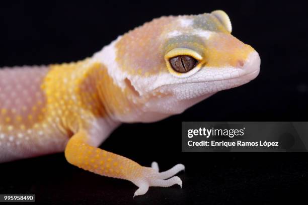 leopard gecko eublepharis macularius - gecko leopard stock pictures, royalty-free photos & images