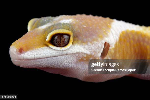 eublepharis macularius, gecko leopard - gecko leopard ストックフォトと画像