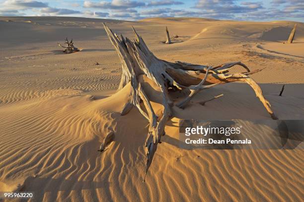 silver lake sand dunes with stumps - silver lake fotografías e imágenes de stock