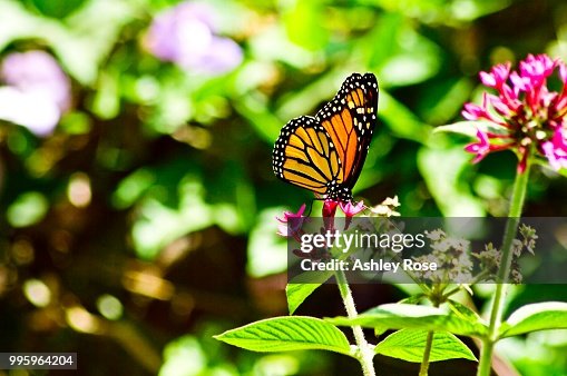 Flutter Flutter