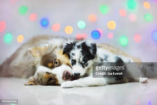 playing - collie stock pictures, royalty-free photos & images