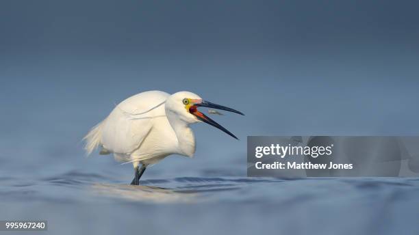 little egret (egretta garzetta) - little egret (egretta garzetta) stock pictures, royalty-free photos & images