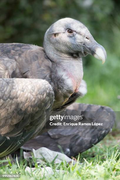 black vulture - cape vulture stock pictures, royalty-free photos & images