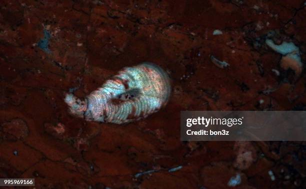 fossil animal in subway - animal shell stock-fotos und bilder