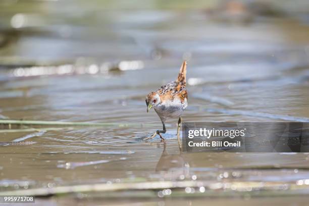 376a2820.jpg - dunlin bird stock pictures, royalty-free photos & images
