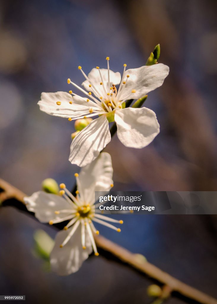 Blossom portrait