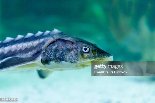 66点のオオチョウザメのストックフォトと高解像度写真