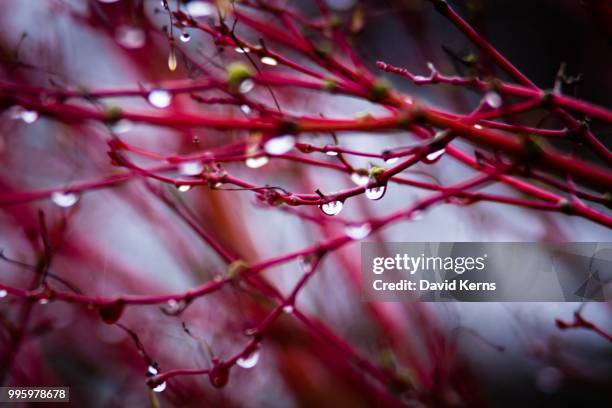 water droplets - david kerns bildbanksfoton och bilder