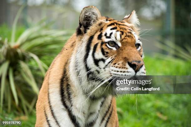 Siberian Tiger with a camera. 3D Rendering. 23187677 Stock Photo