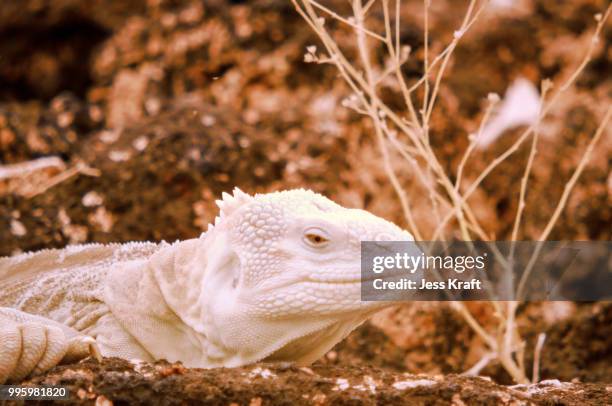 galapagos land iguana - land iguana 個照片及圖片檔