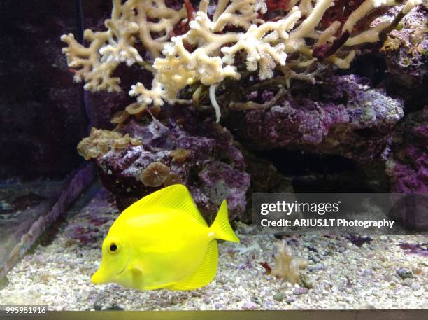 aquarium - doktorfisch stock-fotos und bilder