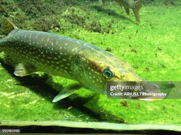 aquarium - northern pike ストックフォトと画像