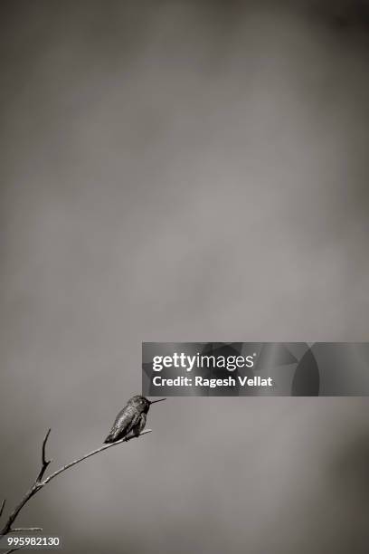 anna's humming bird b/w - birds b w stock pictures, royalty-free photos & images